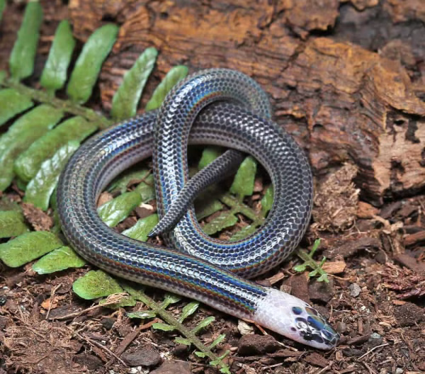 Baby Sunbeam Snake