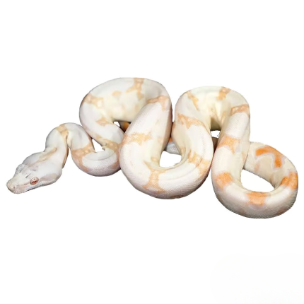 Baby Sunglow Colombian Redtail Boa