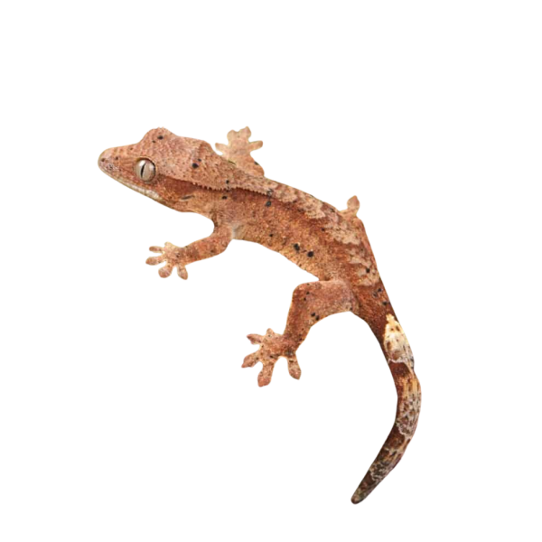 Baby Super Dalmatian Crested Gecko