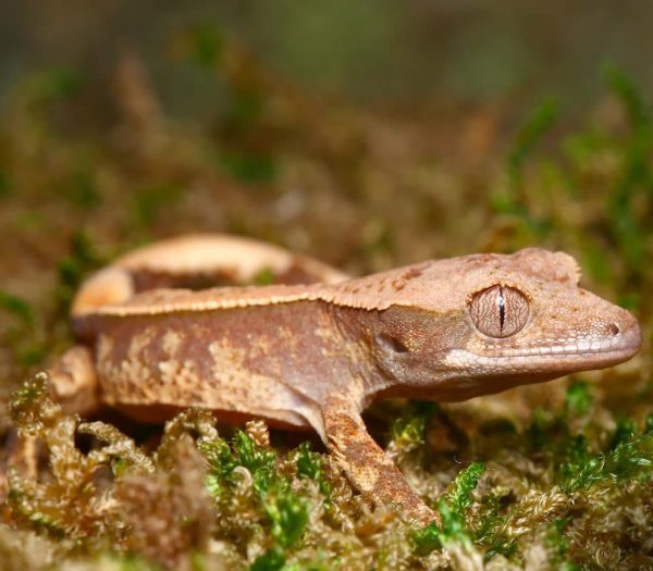 Baby Super Harlequin Partial Pinstripe Crested Gecko
