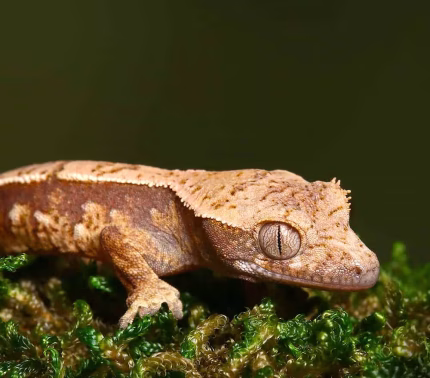 Baby Super Harlequin Red Base With Cream Patterning Crested Gecko