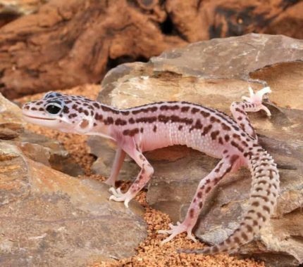 Baby Super Snow Leopard Gecko