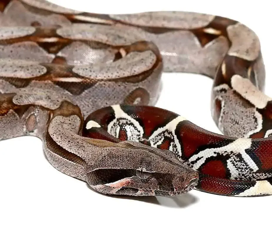 baby-suriname-redtail-boa baby suriname redtail boa e1746642550897