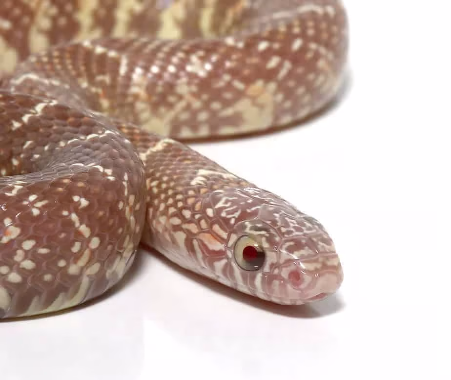 baby-swampland-jelly-brooks-kingsnake baby swampland jelly brooks kingsnake e1747319075535