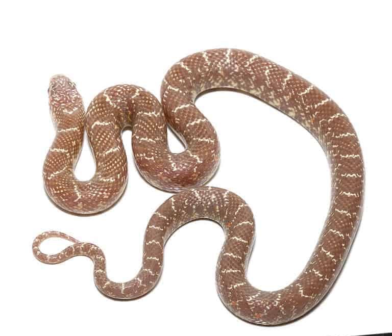 baby-swampland-jelly-brooks-kingsnake baby swampland jelly brooks kingsnake e1747319092301