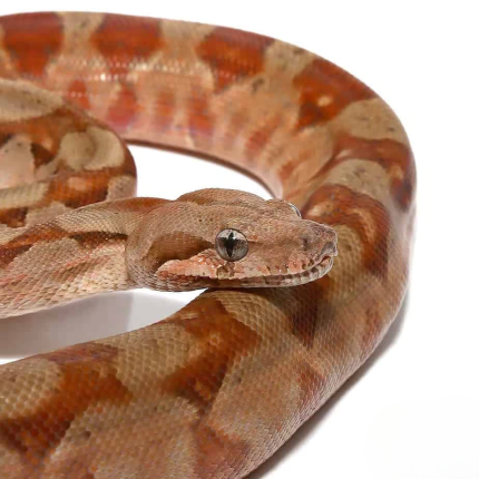 Baby T+ Albino Nicaraguan Boa Poss. Het Anery Type 2