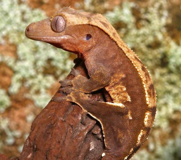 Baby Tailless Partial Pinstripe Crested Gecko