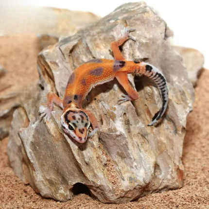 Baby Tangerine Clown Leopard Gecko