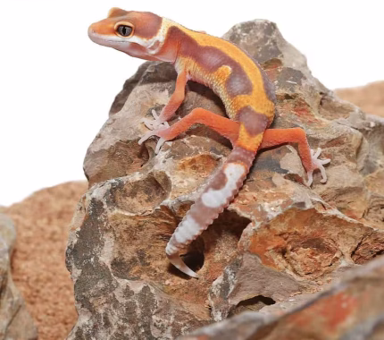 Baby Tangerine Rainwater Bold Leopard Gecko
