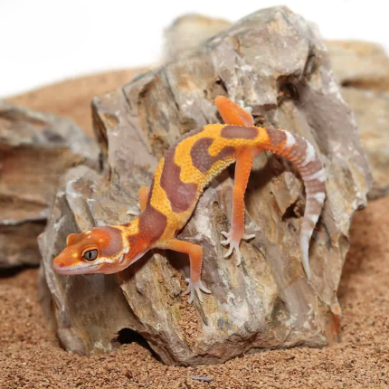 Baby Tangerine Rainwater Clown Leopard Gecko