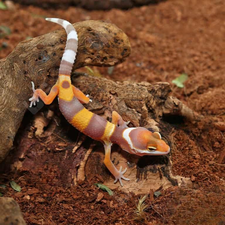 baby-tangerine-rainwater-leopard-gecko baby tangerine rainwater leopard gecko