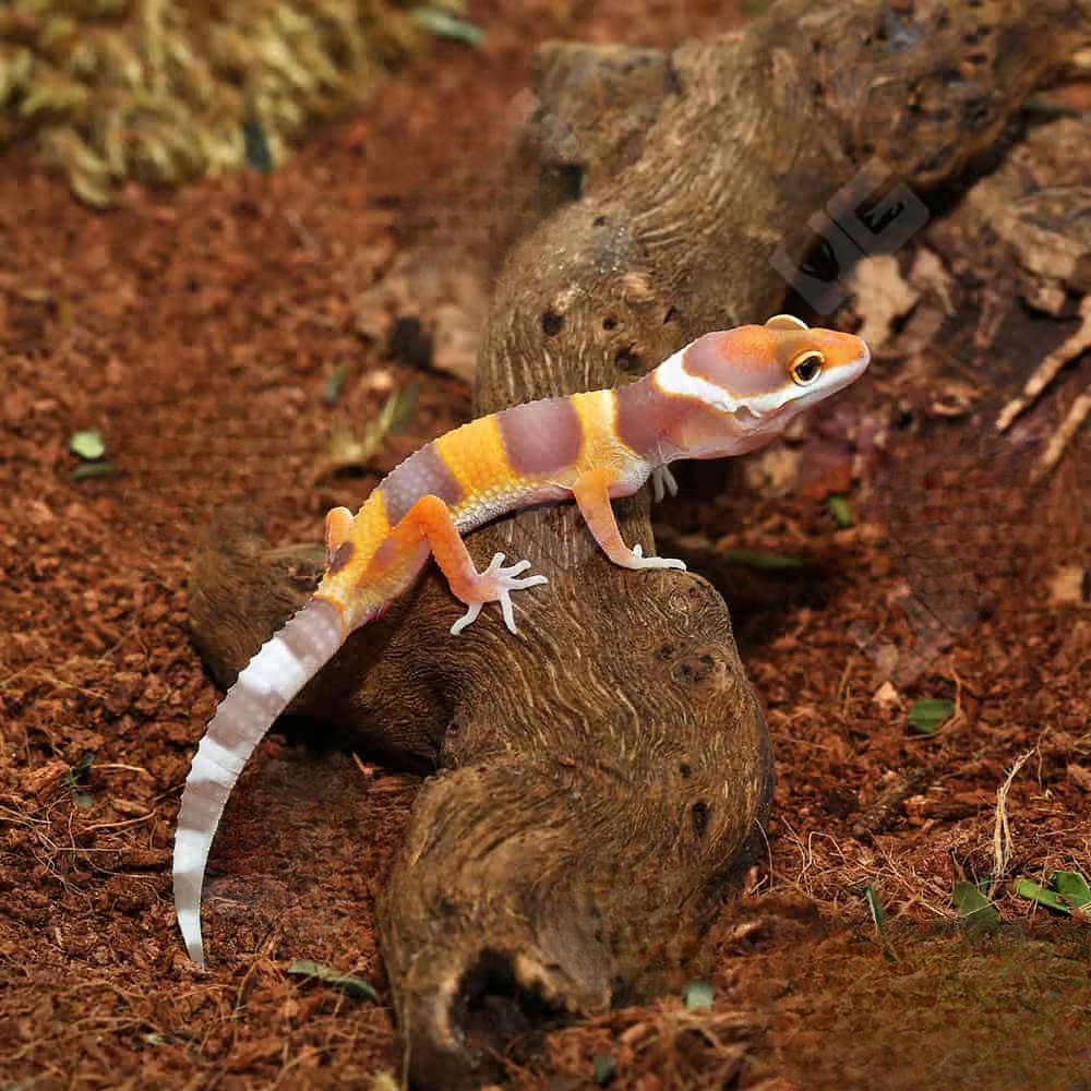 baby-tangerine-rainwater-leopard-gecko baby tangerine rainwater leopard gecko