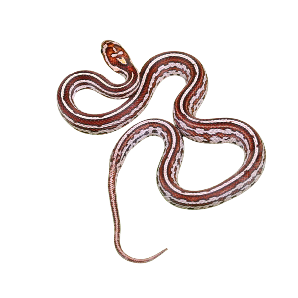 Baby Tessera Cornsnake Het Palmetto