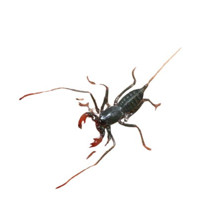 Baby Thai Red Leg Vinegaroon