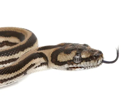 Baby Tiger Coastal Carpet Python