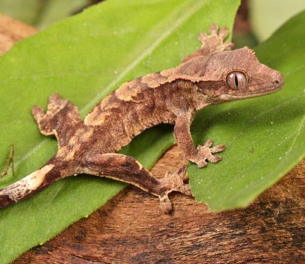 Baby Tiger Crested Gecko