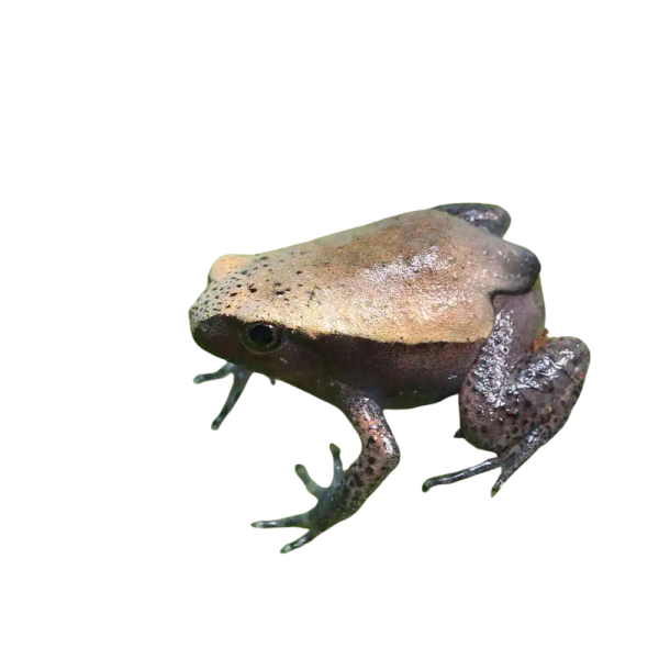 Baby Tomato Frog