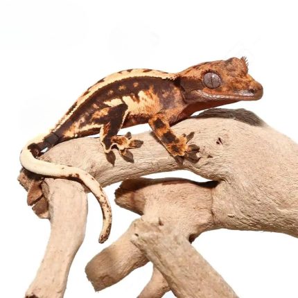 Baby Tricolor Crested Gecko