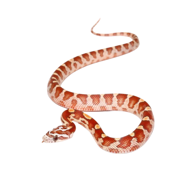 Baby Ultra-Mel Cornsnake