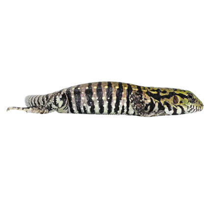 Baby Ultra Purple Tegu