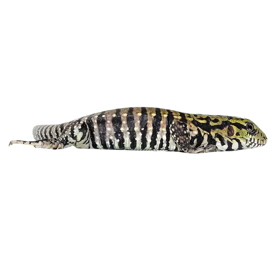 baby-ultra-purple-tegubaby-ultra-purple-tegu (1) baby ultra purple tegubaby ultra purple tegu 1
