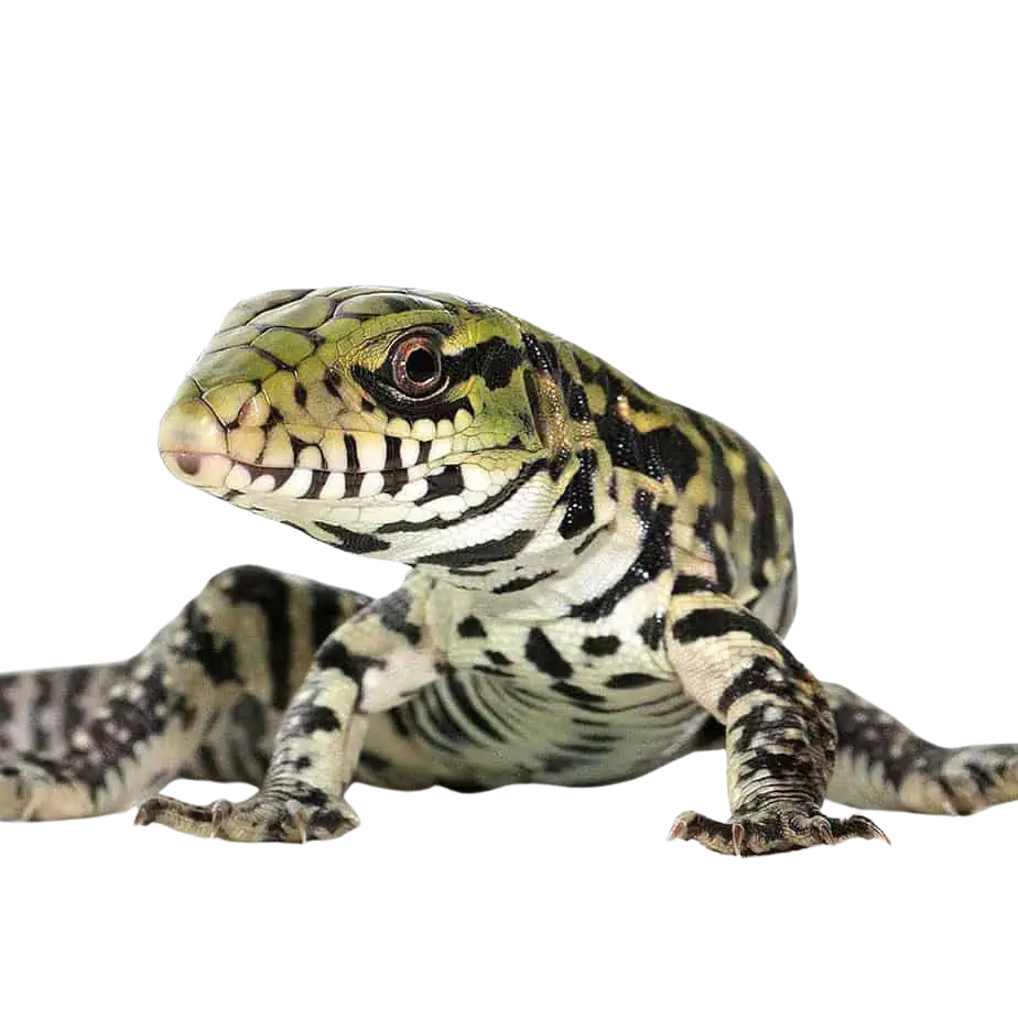 baby-ultra-purple-tegubaby-ultra-purple-tegu (2) baby ultra purple tegubaby ultra purple tegu 2