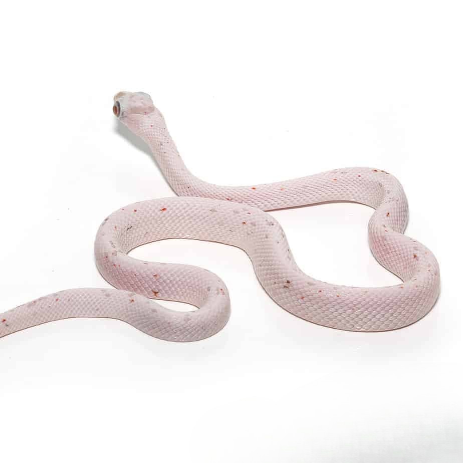 baby-ultramel-palmetto-cornsnake (1) baby ultramel palmetto cornsnake 1