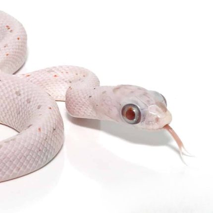 Baby Ultramel Palmetto Cornsnake