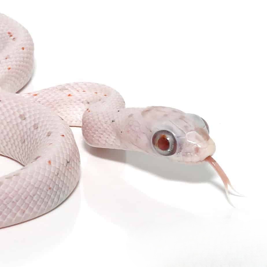 baby-ultramel-palmetto-cornsnake (2) baby ultramel palmetto cornsnake 2