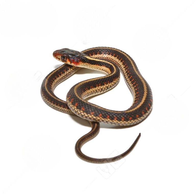baby-valley-garter-snake baby valley garter snake