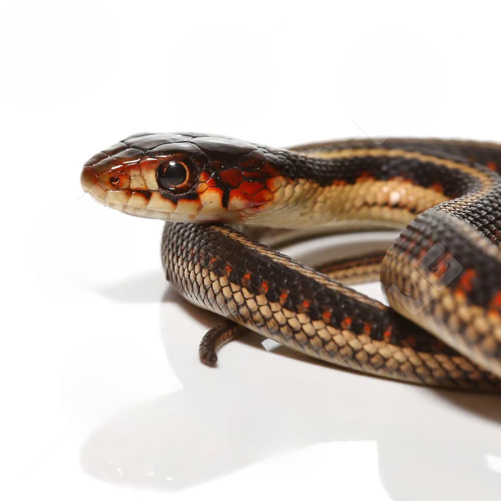 baby-valley-garter-snake baby valley garter snake