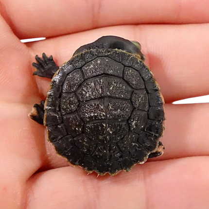 Baby Victoria Pink Eared Turtle