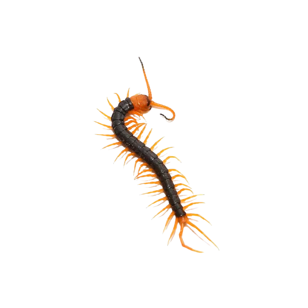 baby-vietnamese-centipede (1) baby vietnamese centipede 1