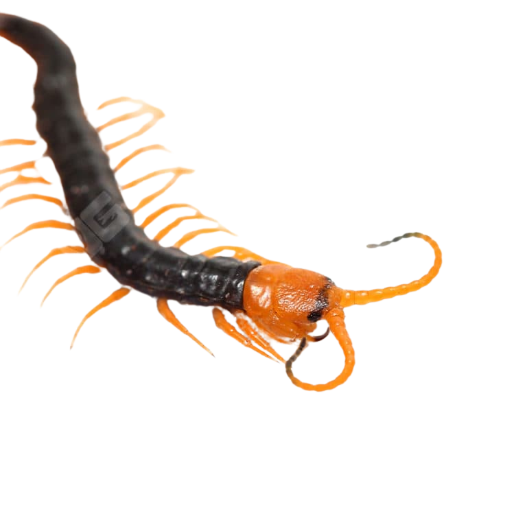 baby-vietnamese-centipede (2) baby vietnamese centipede 2