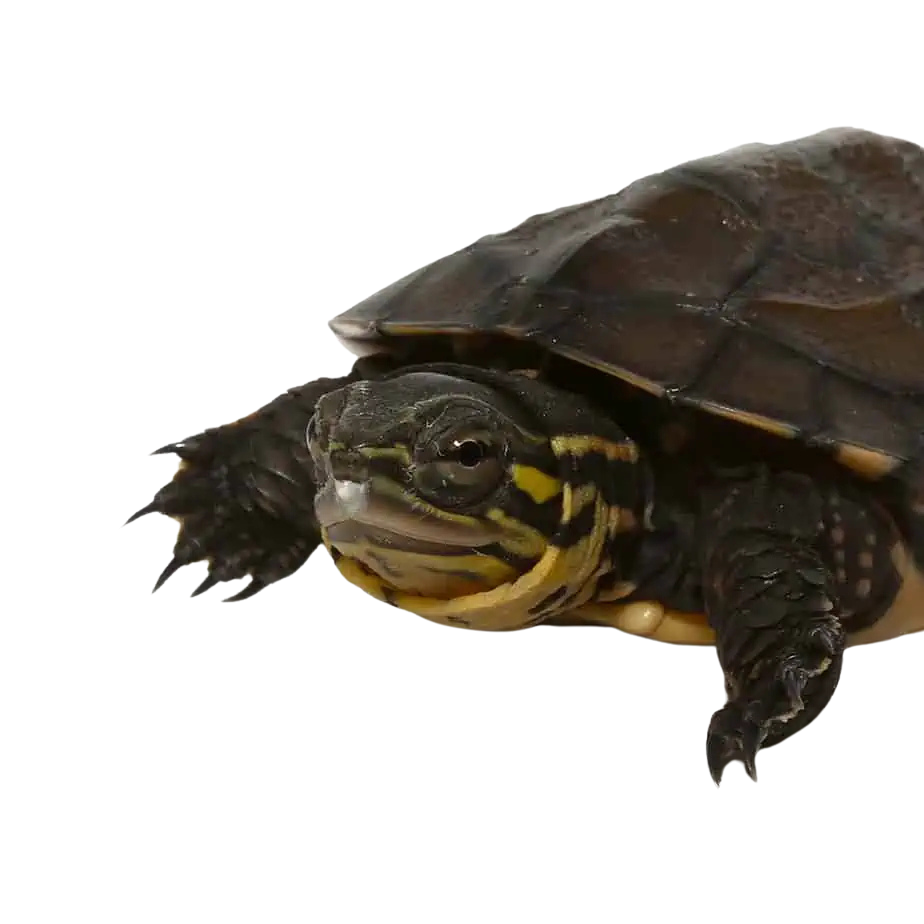 baby-vietnamese-pond-turtle (1) baby vietnamese pond turtle 1