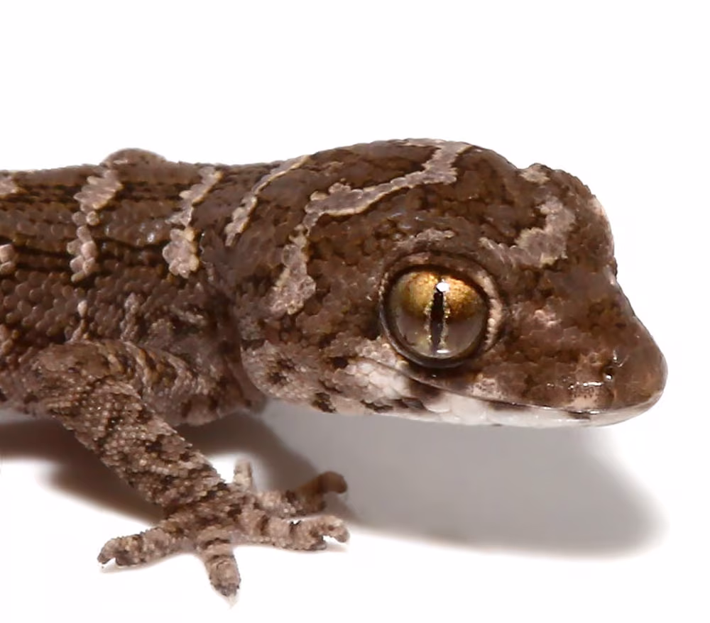 baby-viper-gecko baby viper gecko e1747808438128