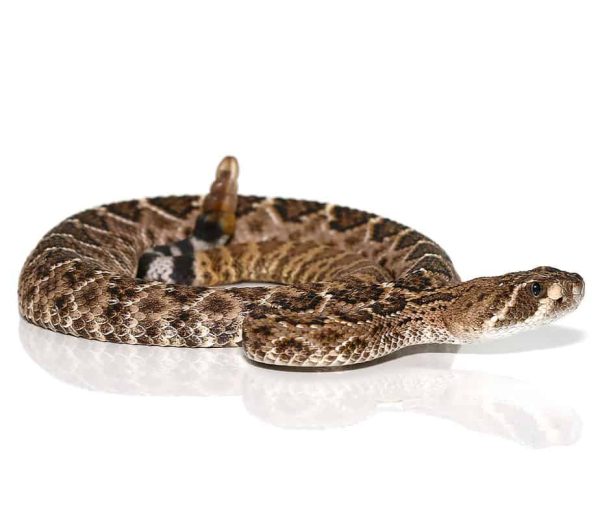 Baby Western Diamondback Rattlesnake