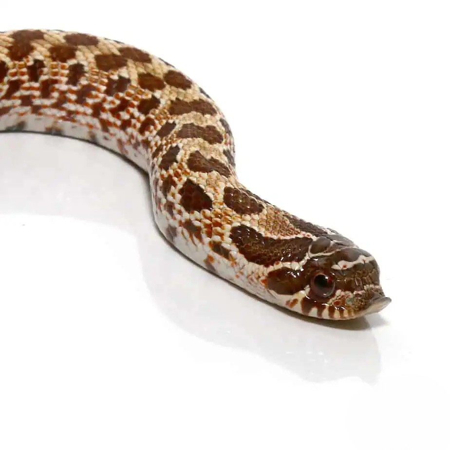 baby-western-hognose-66-het-mercury-albino-sable (1) baby western hognose 66 het mercury albino sable 1