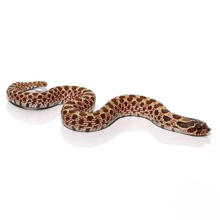 baby-western-hognose-66-het-mercury-albino-sable (2) baby western hognose 66 het mercury albino sable 2