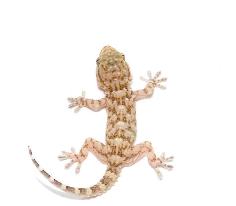 baby-white-spot-gecko baby white spot gecko e1747808527467