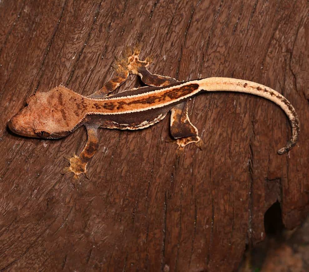 baby-white-wall-full-pinstripe-crested-gecko baby white wall full pinstripe crested gecko e1746266601430