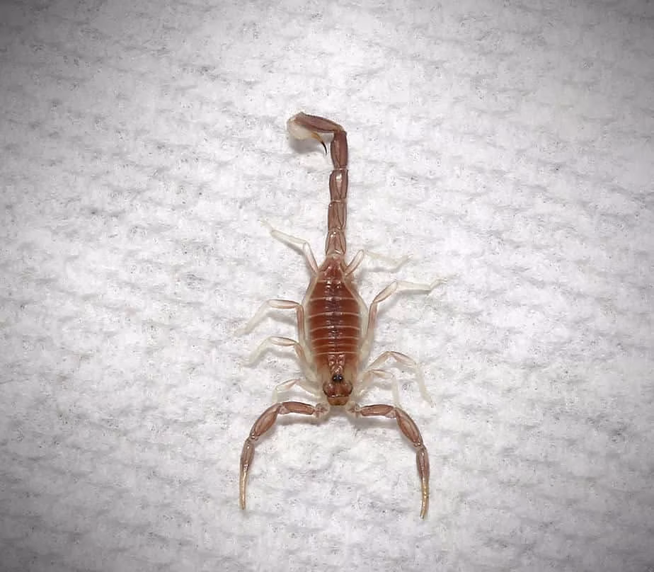 baby-yellow-fat-tail-scorpion baby yellow fat tail scorpion e1749468809635