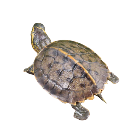 Baby Yellow-Headed Temple Turtle
