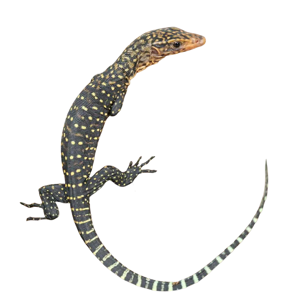 baby-yellow-quince-monitor (2) baby yellow quince monitor 2