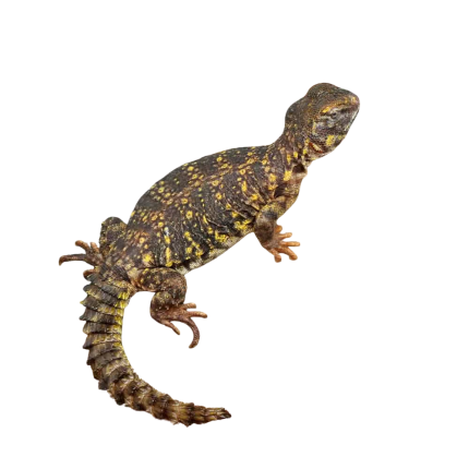 Baby Yellow Uromastyx