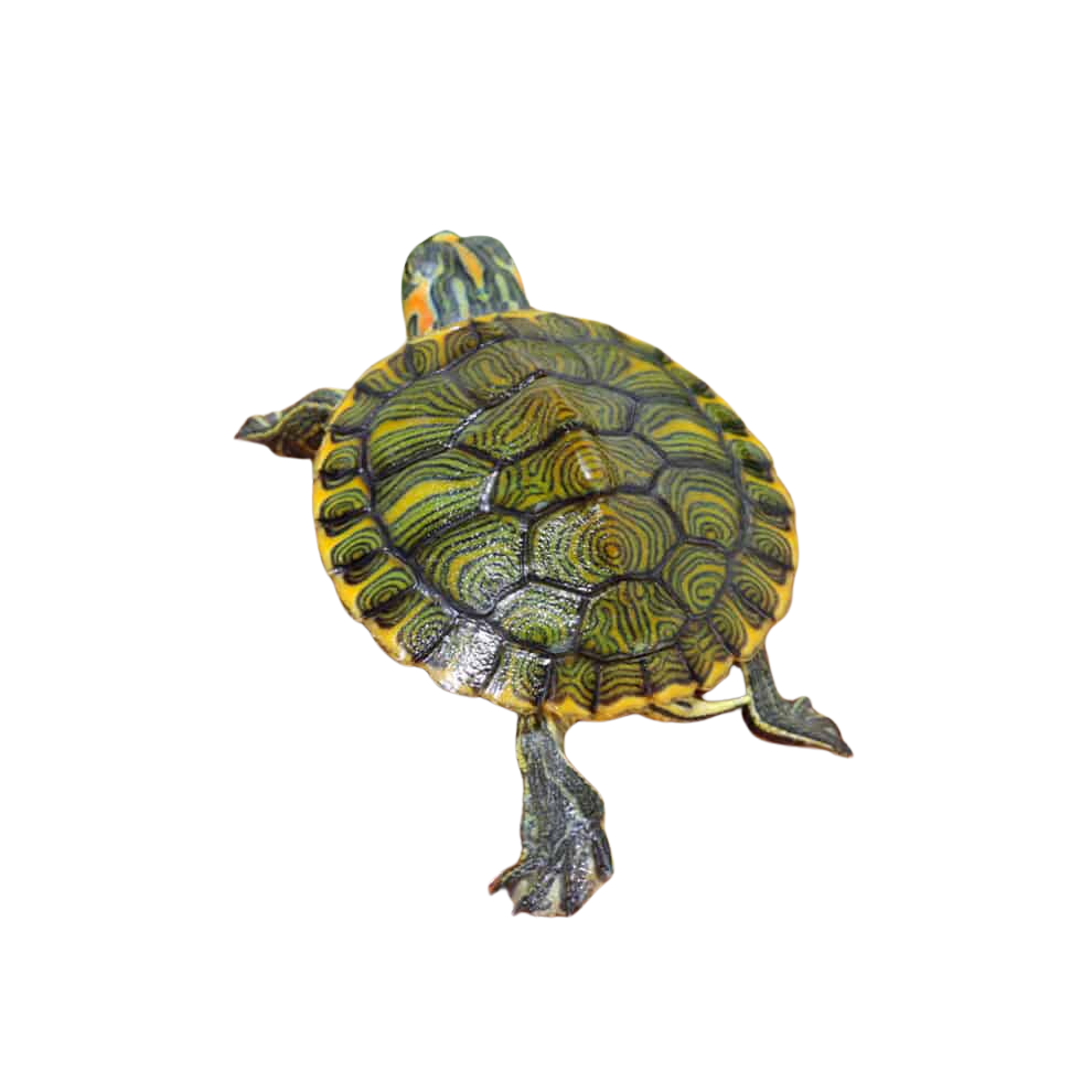 baby-yellowbelly-slider-turtle (1) baby yellowbelly slider turtle 1