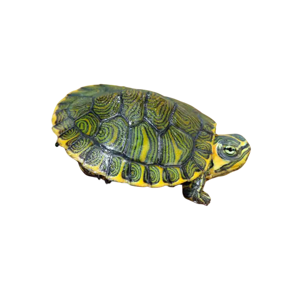 baby-yellowbelly-slider-turtle (2) baby yellowbelly slider turtle 2