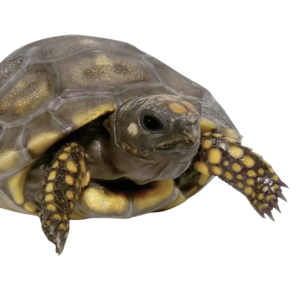 Baby Yellowfoot Tortoise