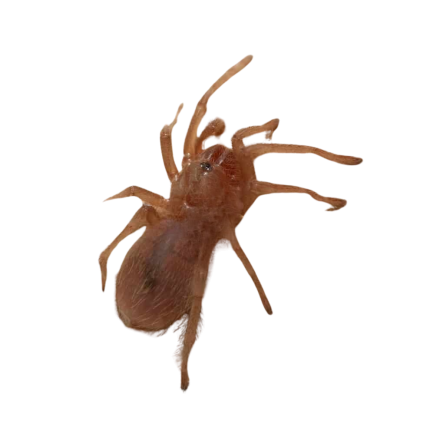 Bahia Grey Birdeater Tarantula (.25 – .75”)