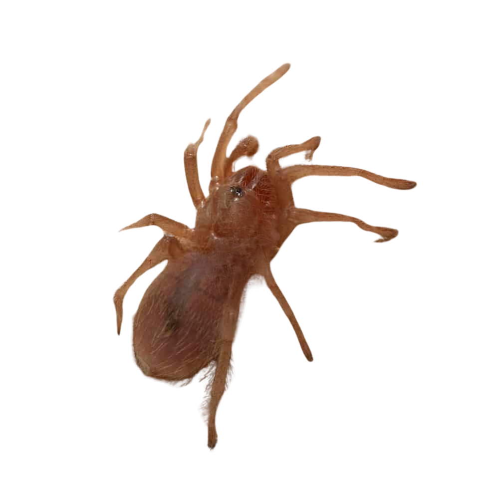 bahia-grey-birdeater-tarantula-25-–-75 (1) bahia grey birdeater tarantula 25 – 75 1